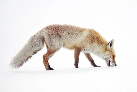 Wild fox Stock Photos