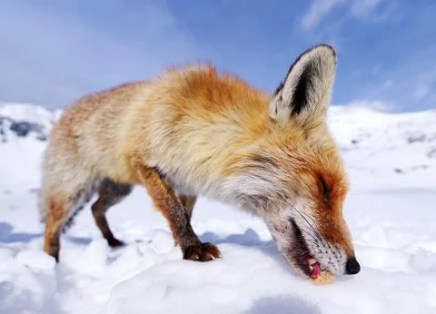 Wild fox Stock Photos