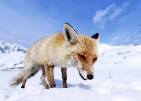 Wild fox Stock Photos