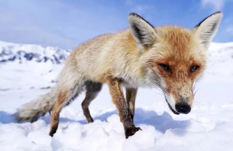 Wild fox Foto stock