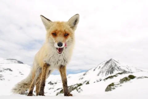 Wild fox Stock Photos