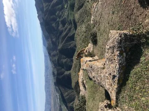 Wild fox Stock Photos