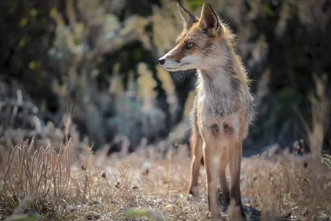 A wild Fox Stock Photos