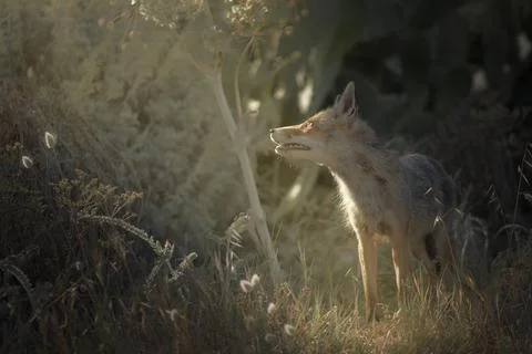 A wild Fox Stock Photos