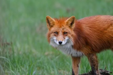 Wild Fox Stock Photos