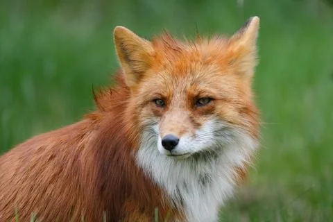 A wild fox Stock Photos