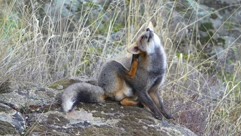 Wild fox scratching and moving naturally on mossy rocks02 Stockbeeldmateriaal 233434745