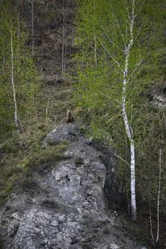 Wild fox sits on a white plaster stone Stock Photos