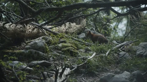 Wild fox is sitting Vídeos de archivo 92410886