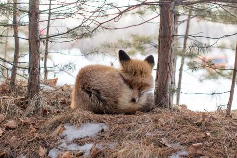 Wild fox sleeping in a forest Stock Photos