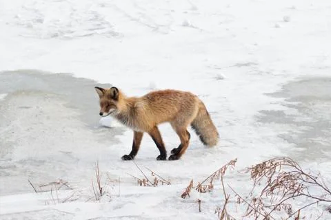 Wild fox in a snow Stock Photos