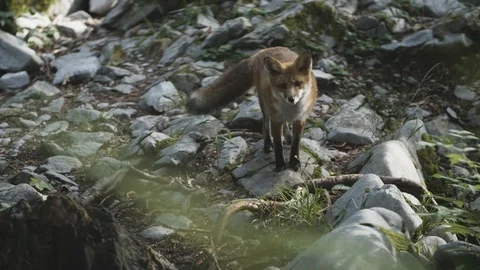 Wild fox is staring Stockbeeldmateriaal 92410871