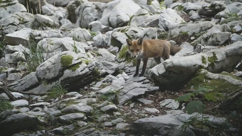 Wild fox is staring at us Video stock 92411081