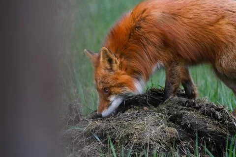 Wild Fox (Vulpes vulpes) Stock Photos