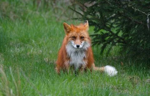 Wild Fox (Vulpes vulpes) Stock Photos