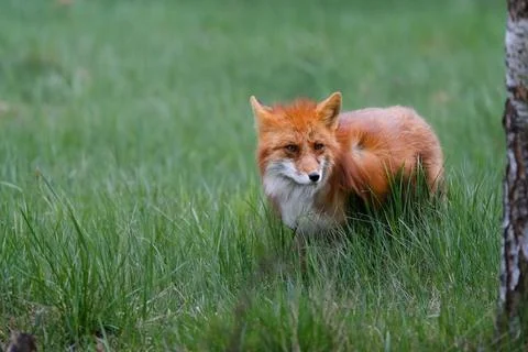 A Wild Fox (Vulpes vulpes) Stock Photos