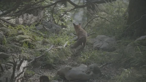 Wild fox walking away 動画素材 76558589