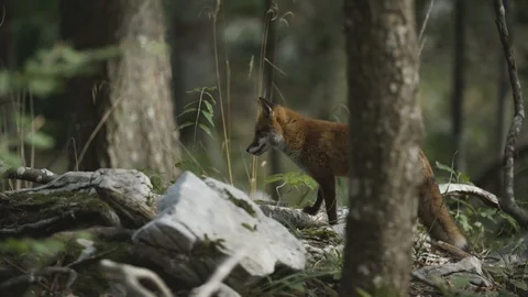 Wild fox is walking away Stock Footage 92410919