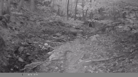 Wild Fox Walking in Dark Forest at Night, Infrared Trail Camera Video Stock Footage 341804630
