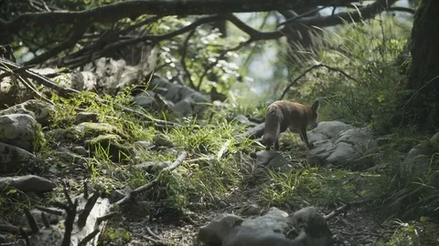 Wild fox is walking up a hill Vidéo 92411075
