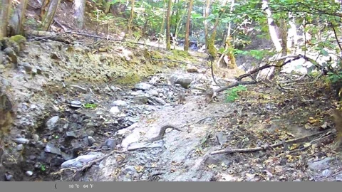 Wild Fox Walking Through Rocky Forest Stream Trail Stock Footage 341805210
