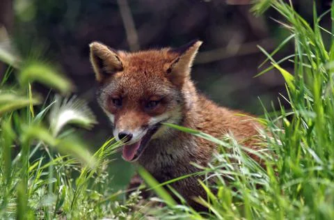 Wild fox in the wild Stock Photos