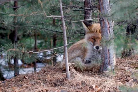 Wild fox in a winter forest Stock Photos