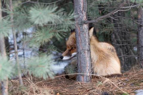 Wild fox in a winter forest Foto stock