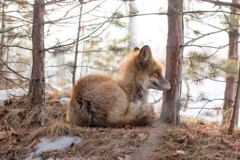 Wild fox in a winter forest Stock Photos