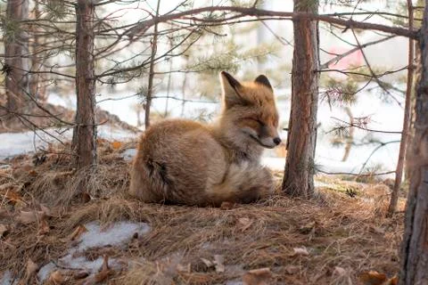 Wild fox in a winter forest Stock Photos