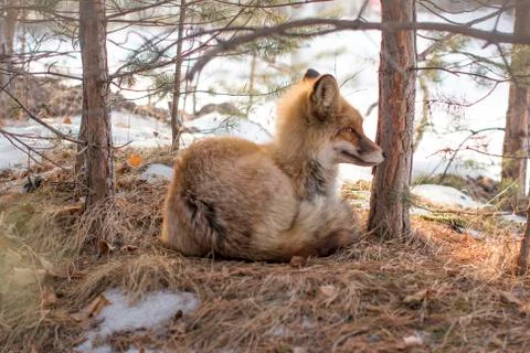 Wild fox in a winter forest Foto stock