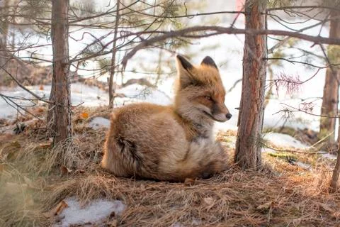 Wild fox in a winter forest Stock Photos