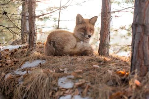 Wild fox in a winter forest Stock Photos