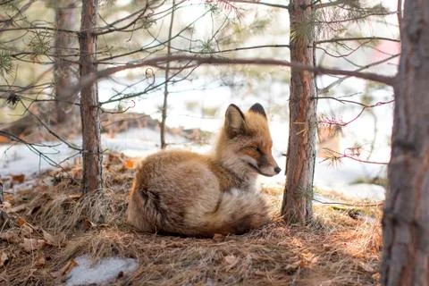 Wild fox in a winter forest Foto stock