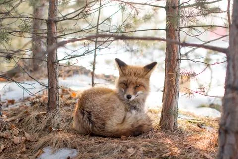 Wild fox in a winter forest Stock Photos