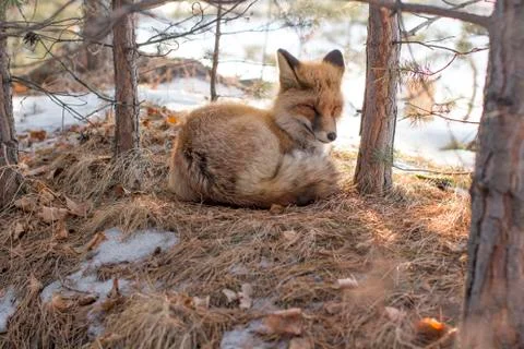 Wild fox in a winter forest Stock Photos