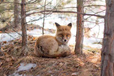 Wild fox in a winter forest Stock Photos