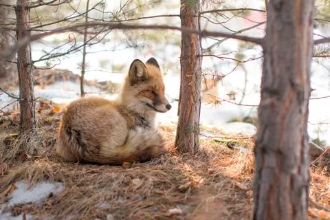 Wild fox in a winter forest Stock Photos