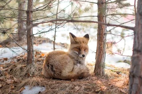 Wild fox in a winter forest Stock Photos