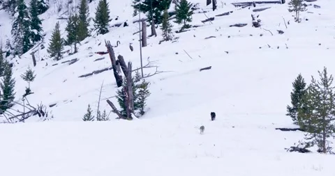 Wild Foxes on the Hunt Vídeo Stock 239954036