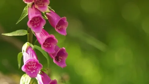 Wild Foxglove Flowers Stock Footage 82230099