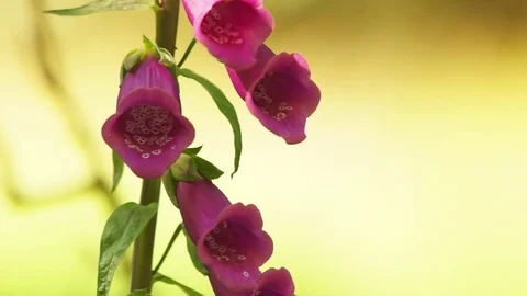 Wild Foxglove Flowers Stock Footage 82526909