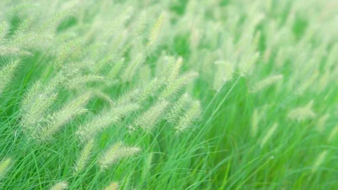 Wild Foxtail Grass Swaying Gently in a Natural Breeze on an Open Field Vídeos de archivo 341868688