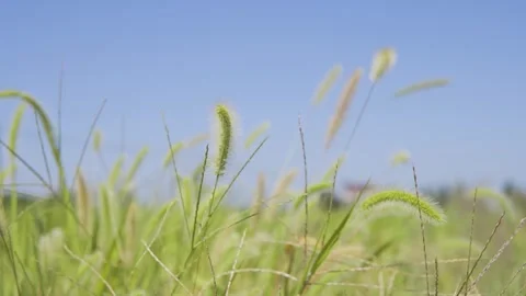 Wild Foxtail Grass Swaying Gently In The Wind On A Sunny Rural Roadside Stock Footage 342212523