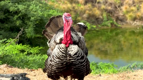 Wild free range turkey in its natural habitat Stock Footage 172251817