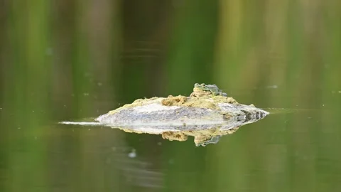 Wild Frog Catching Insects on a Lake Stock Footage 341669580