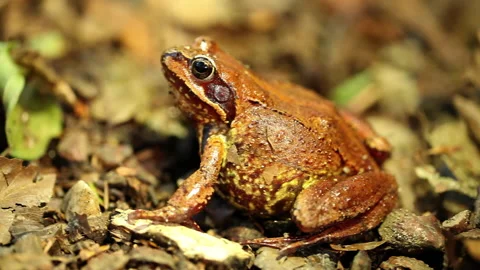 A wild Frog at the forest Stock Footage 232923171