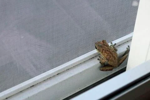 Wild Frog Inside Screen Door of a Townhome Stock Photos
