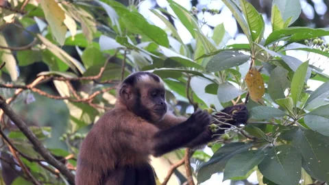 Wild fruit eating Brown Capuchin Monkey foraging in rainforest South America Stock Footage 336726195