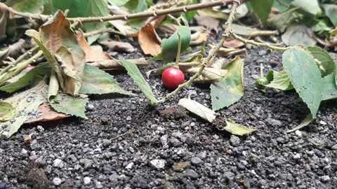 Wild Fruit Video stock 237158022